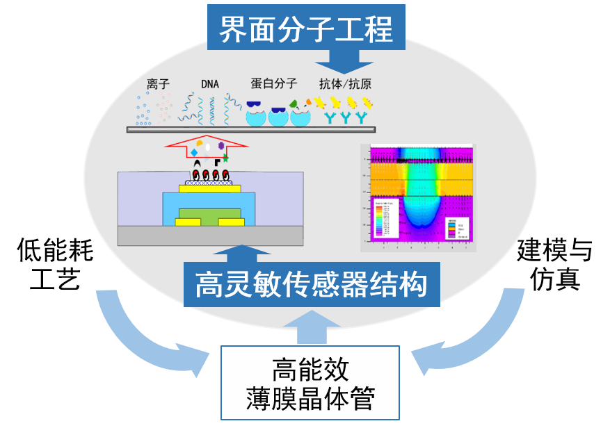 高能效薄膜晶体管及生物传感器